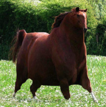 Caleb's Online Journal